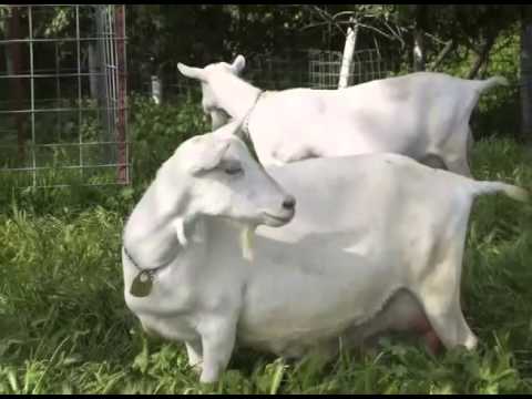 dairy goat breeds