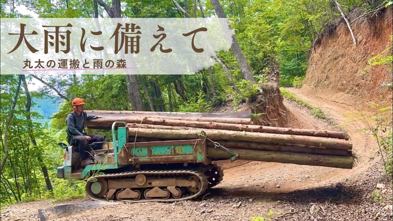 #84 山道を大雨から守るため、排水用の丸太を運搬| 雨の森と紫陽花