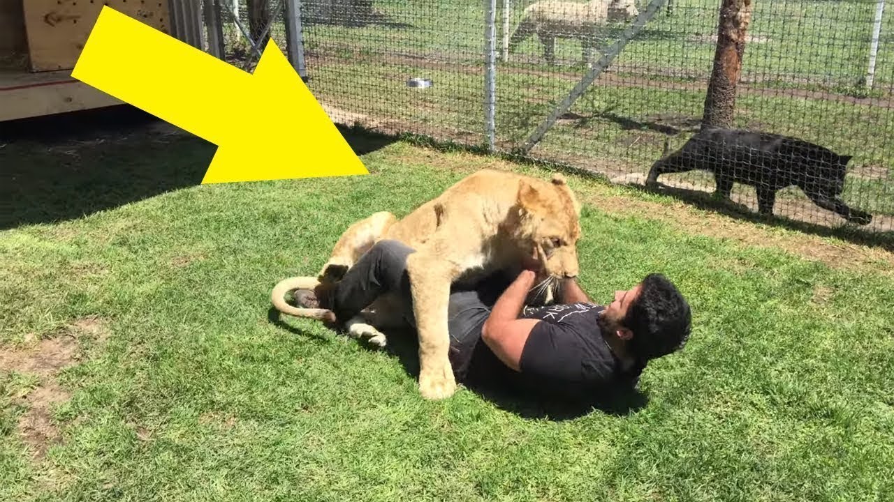eldad hagar interview Lioness Reunites With The Man Who Adopted Her And There Isn’t A Dry Eye In The House