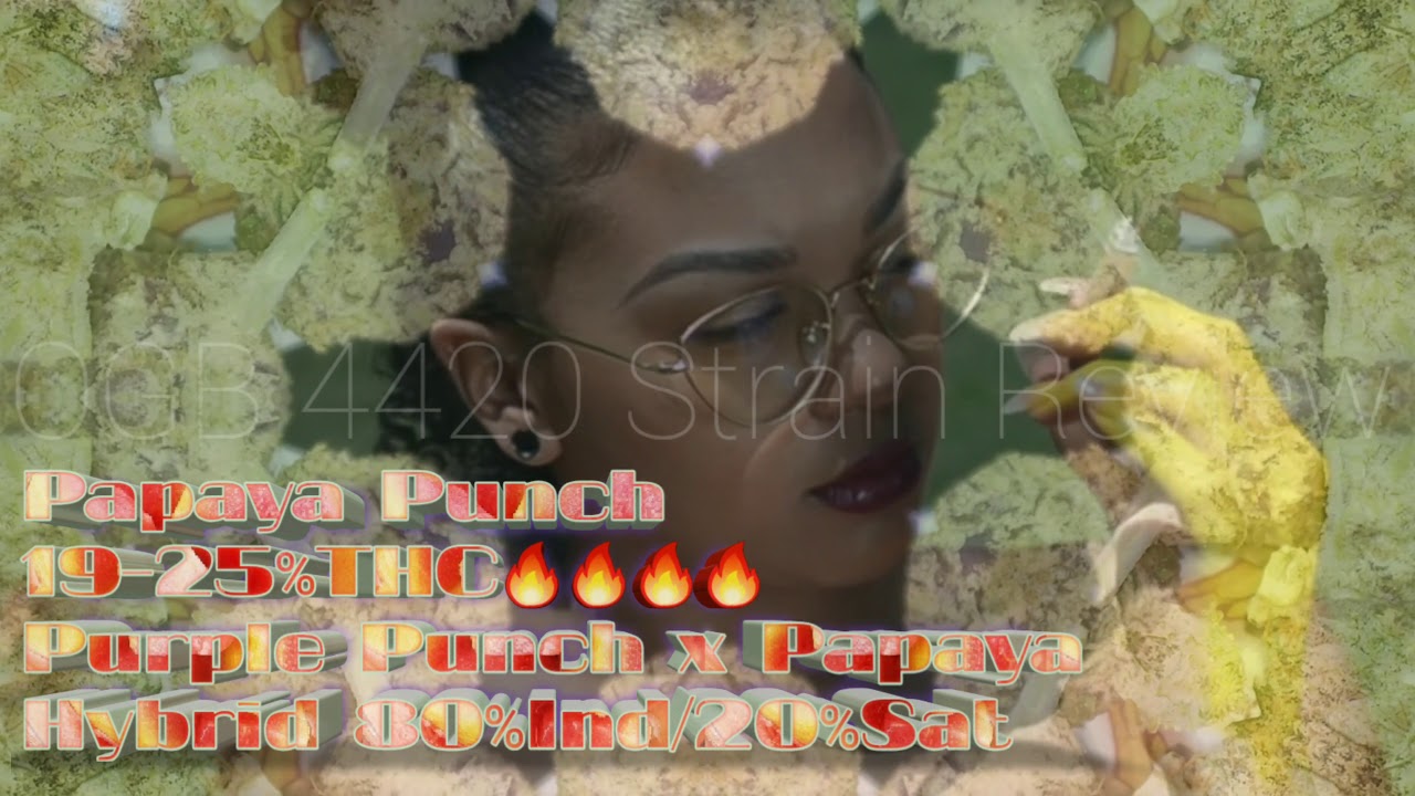 Papaya Punch Strain Review 4k OGB 4420