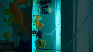 Şey Biz Damlatırken Sıkıp Patladı Sık Sık Patladı Diye Böyle Çok Mavi Oldu Yani Siz O Kadar Dökmeyin