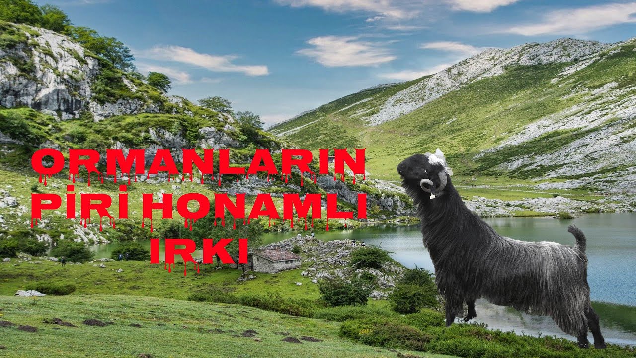 HONAMLI KEÇİLERİN AKŞAM ÜZERİ YEMLEMESİ | DOĞUMLAR BİTTİ Mİ ? #tarımvehayvancılık