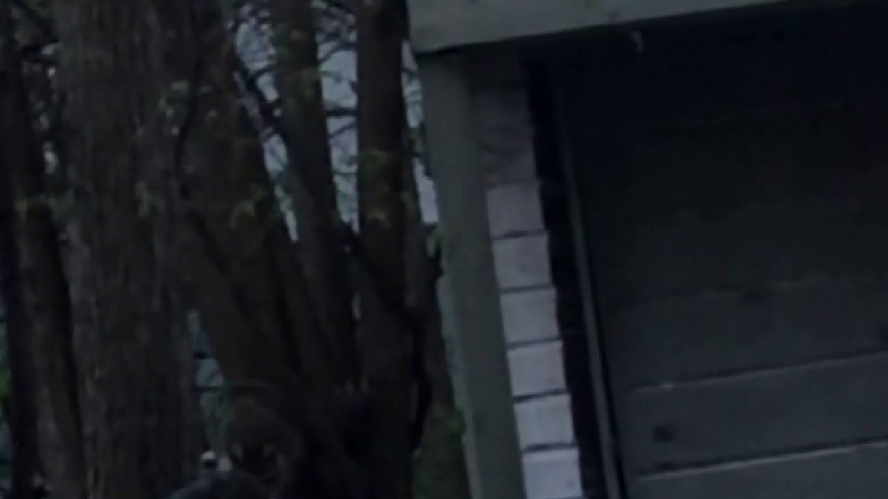 VIDEO: Raccoon clip for 11