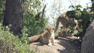 Lion Cubs and Mom