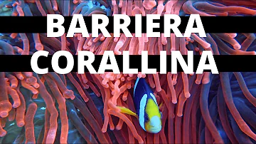 Dove troviamo le barriere coralline?