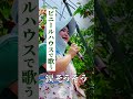 ビニースハウスの中で「涙そうそう」夏川りみを歌う