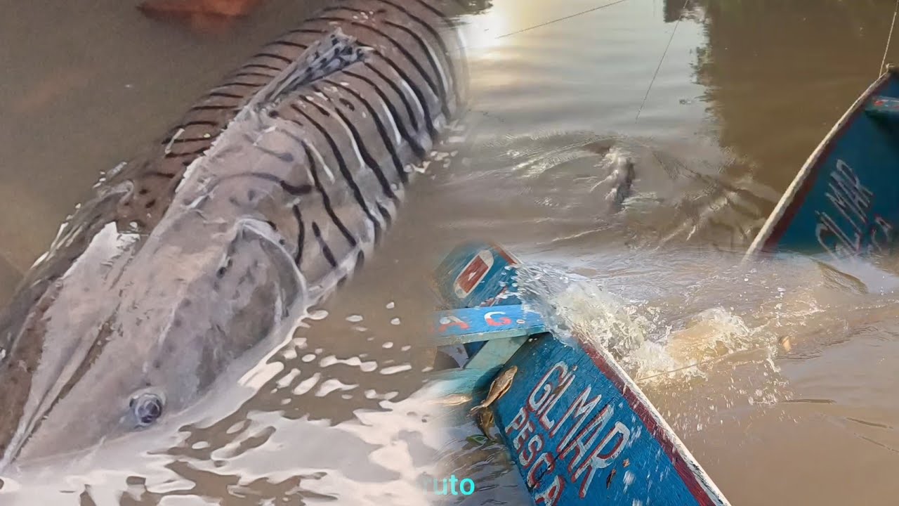 Surubim bruto rio itapecuru MA 