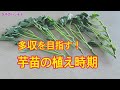 さつまいもの植え時期【家庭菜園】 タネのハシモト