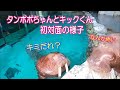 【セイウチ】タンポポちゃんとキックくん初対面の様子(^^)/ (伊勢シーパラダイス/水族館)