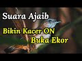Bikin Kacer On Konslet Buka Ekor Suara Burung Wambi Mini Dan Gemericik Air Mp3 - Mp4 Download