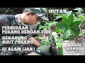 MENCARI BIBIT PORANG DI ALAM LIAR