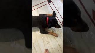 Pura Din Patt Puja Coco Ke