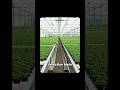 🌱 Why is Site Selection So Important for a Polyhouse? ##agriplastnorth