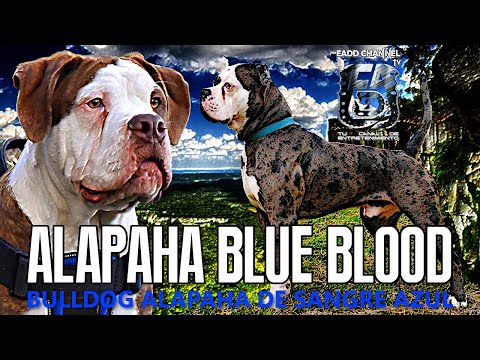 Video: Bulldog de sangre azul Alapaha