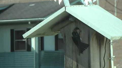 First Tree Swallow Nestling Fledged