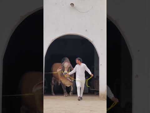 Say Mashallah Coming Soon Inshallah Qurbani Janwar ♥🥀 #cow #trustonallah #qurbanvlogs