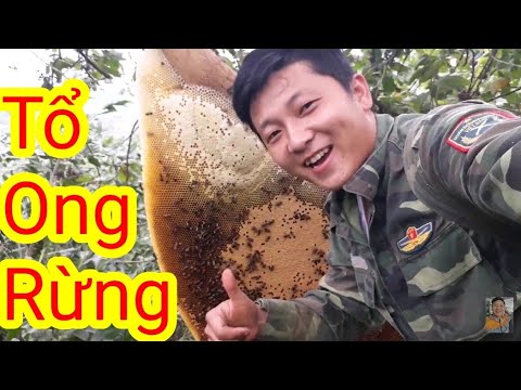 Video: Làm Thế Nào Mật Ong được Bơm Từ Tổ Ong