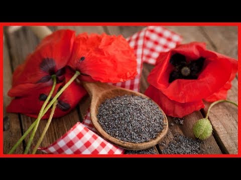 Video: Semilla de amapola - para un buen sueño y un corazón sano