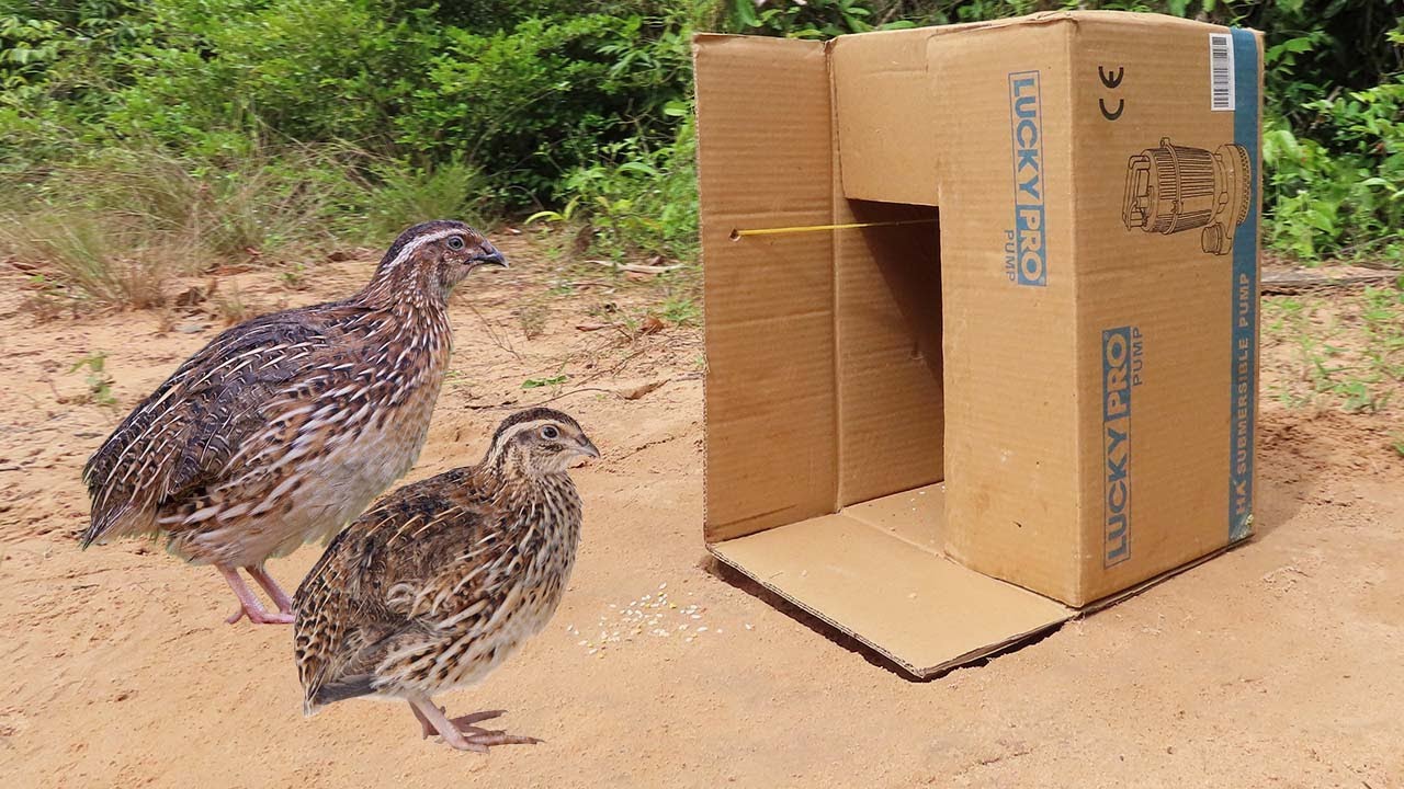 母と赤ちゃんのウズラ Very Easy Simple Quail Trap Using Cardboard Box Youtube