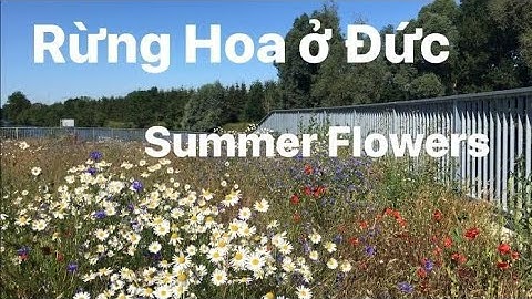 Hoa nở đầy đường | Thôn Quê nước Đức | Khám phá vùng quê | Nước Đức | Cuộc sống ở Đức