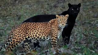 photo of black panther-leopard couple is going viral | @enormous5155