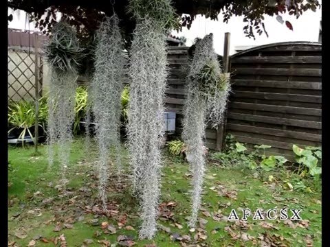 Tillandsia usneoides  Vidéo 497 - 2015