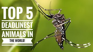 Top 5 || Deadliest animals in the world!