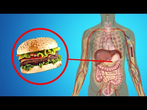 Как устроена наша пищеварительная система? | DeeaFilm