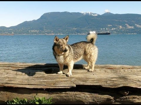 Swedish Vallhund / Väsgötaspets / Вестготашпиц / Шведский Валлхунд