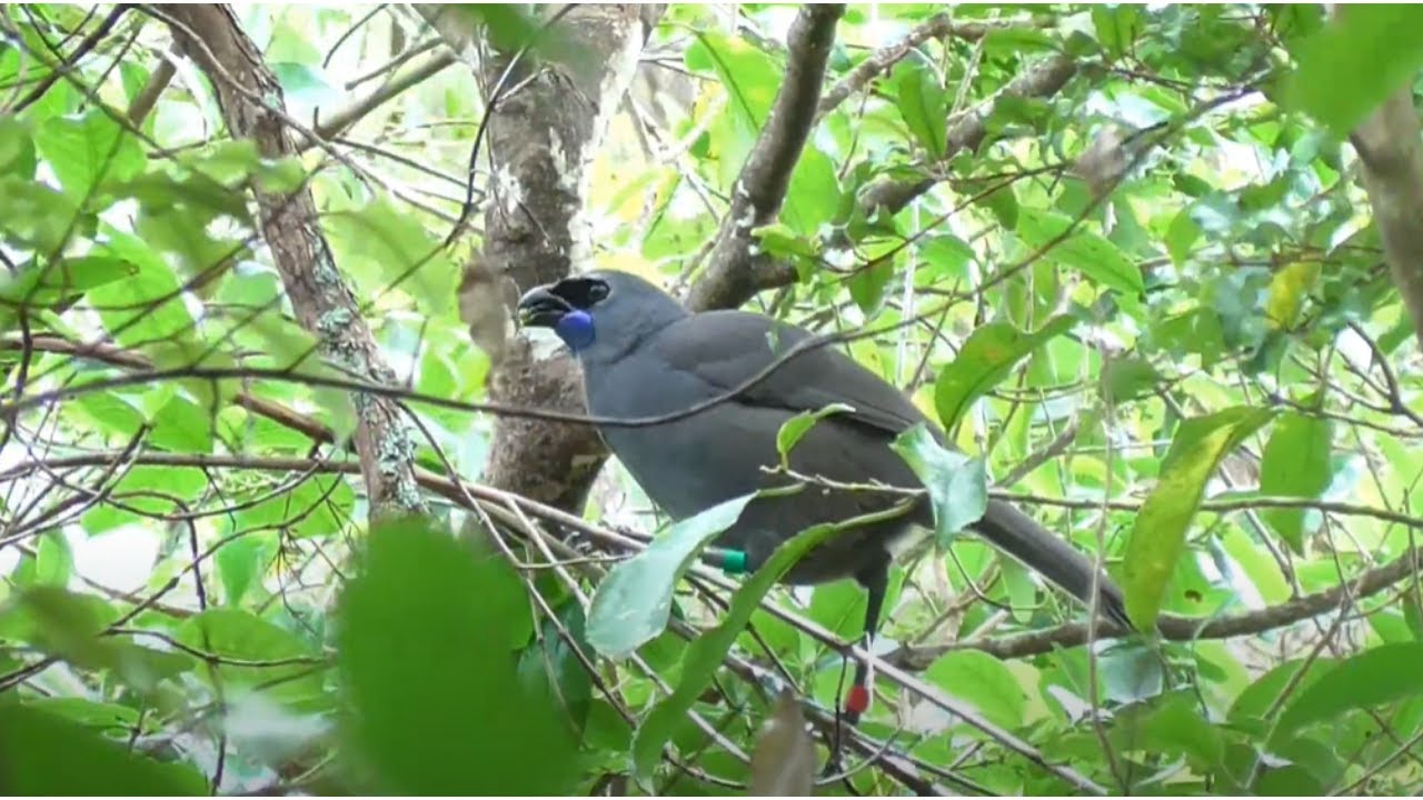 Tiritiri Matangi Island