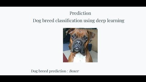 Dog Breed Classification using Deep Learning |  Machine Learning Project | Python IEEE Project
