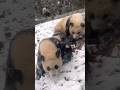 11.27 🐼❄️첫눈 내리던 날 처음 눈을 본 루이바오 후이바오 그리고 아이바오 러바오 강바오