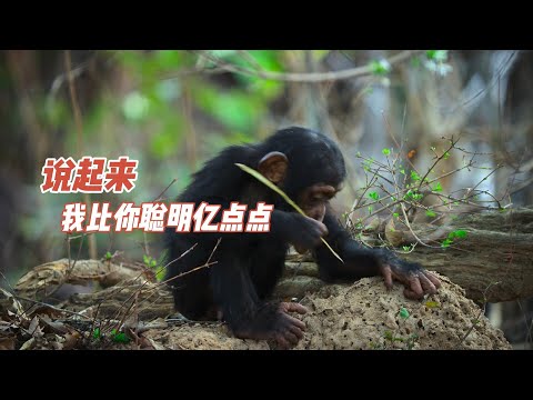 博苏猩猩到底有多聪明？它们是动物工具使用者俱乐部的超级VIP成员
