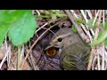 В Гнезде Пеночки-Теньковки / Common chiffchaff nest