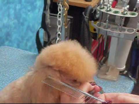 Scissoring the Poodle Topknot_0002.wmv