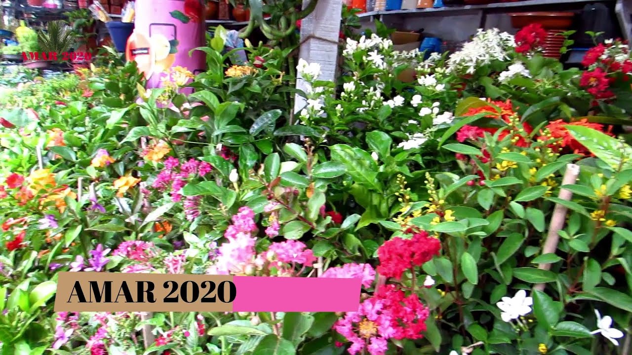 FAMOUS FLOWER PLANT NURSERY AT KOLKATA SEALDAH PLANT NURSERY VISIT