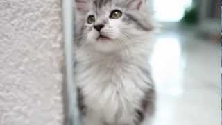 Funny Maine Baby Cats