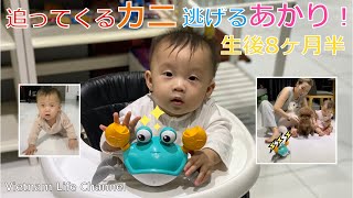🇻🇳🇯🇵生後8ヶ月カニのおもちゃから逃げるあかり🚼💨🦀 / 8 months old Akari running away from crab toys