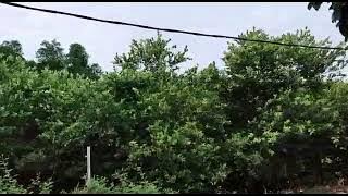 kebun jeruk purut angka 8, hasilkan puluhan juta perbulannya