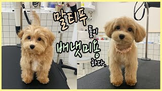 말티푸 배냇미용. / 말티푸 톨이 배냇미용 전체가위컷 / Maltipoo grooming