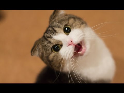 Chats Et Chatons Drôles Miauler. Compilation [HD]