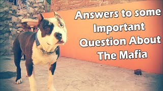 Answers To Some Important Question About Pitbull Dog Mafia The Pitbull Dog