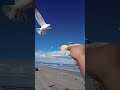 Gaviota Roba Rufles