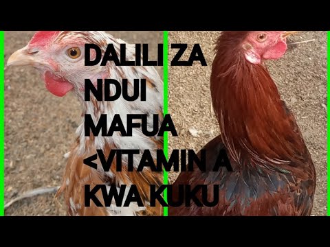 Video: Upungufu Wa Vitamini A Kwa Ndege