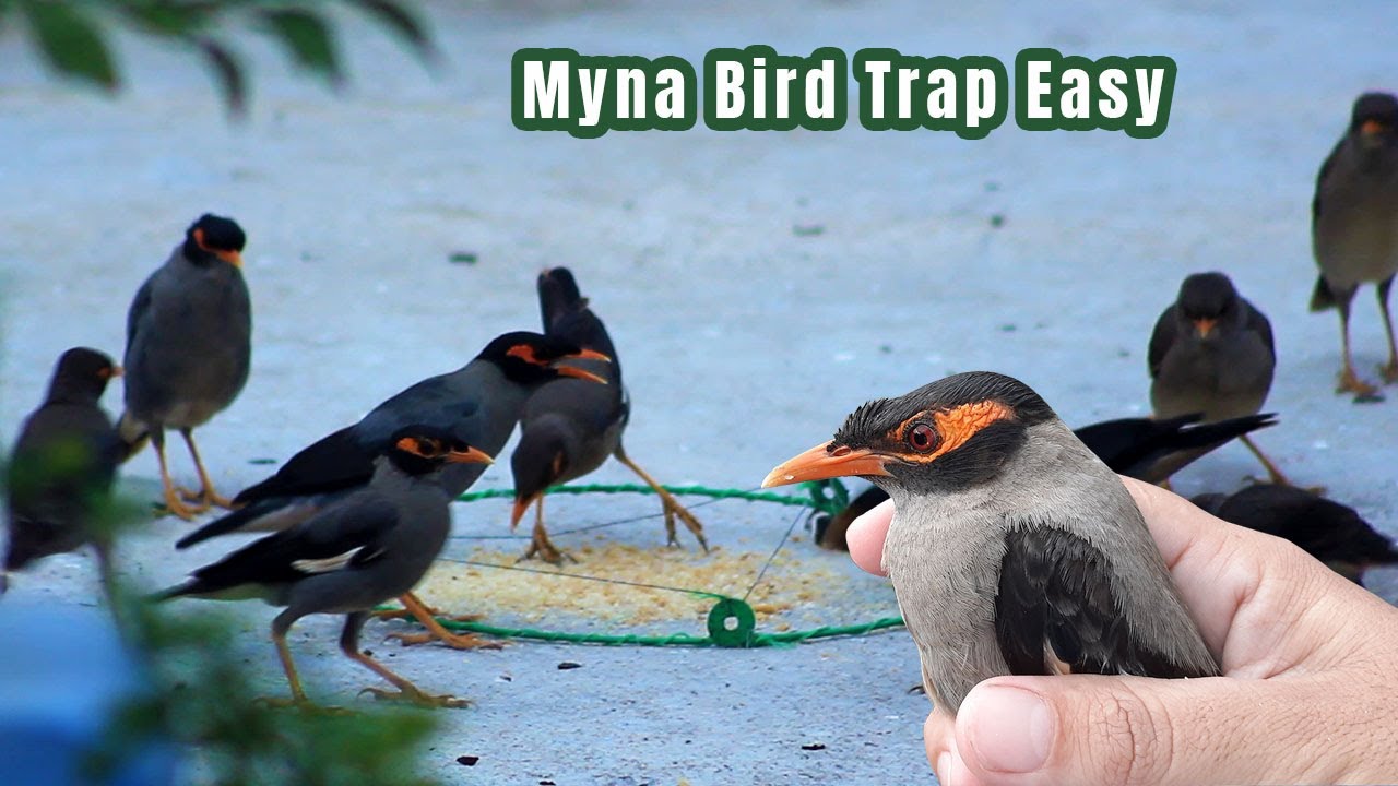 DIY How to Catch Myna Bird From Snare Trap at home Quick Myna Bird