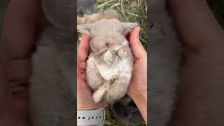 Cute Pet Rabbit Lop 🐰🐇 Must Have For Your Youtube Channel!