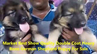 Download lagu Double Coat Heavy Bone Chion Blood Line Cute German Shepherd Puppy For Sale Double Coat Heavy Bone Chion Blood Line Cute German Shepherd Puppy For Sale