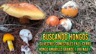 BUSCANDO HONGOS SILVESTRES COMESTIBLES EN EL CERRO │HONGO AMARILLO GRANDE ( JIHÌ NAA )