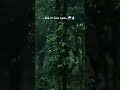 Kisi Sam Ki Trah Youtubeshorts Naturelovers Natural Explorepage Viral Viralvideo Explore Kisi Sam Ki Trah Youtubeshorts Naturelovers Natural Explorepage Viral Viralvideo Explore