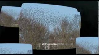 Choose the Right Bird Deterrent